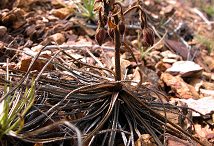 A dead sundew plant