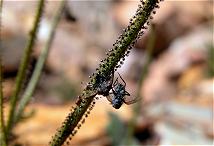 Dewy Pine frond with two flies stuck