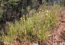 Dewy pine sundew plants in a pine forest