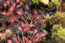 Free pictures of drosera sundew