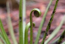 A curled frond