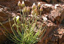 Free photos of the Drosophyllum Lusitanicum