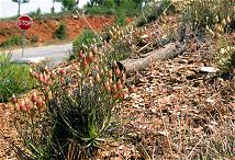 Many pinheiro orvalhado plants by a road