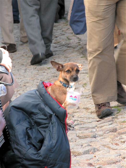 Busker's small dog wrapped in a coat holding collection money at the Marvao Chestnut Festival