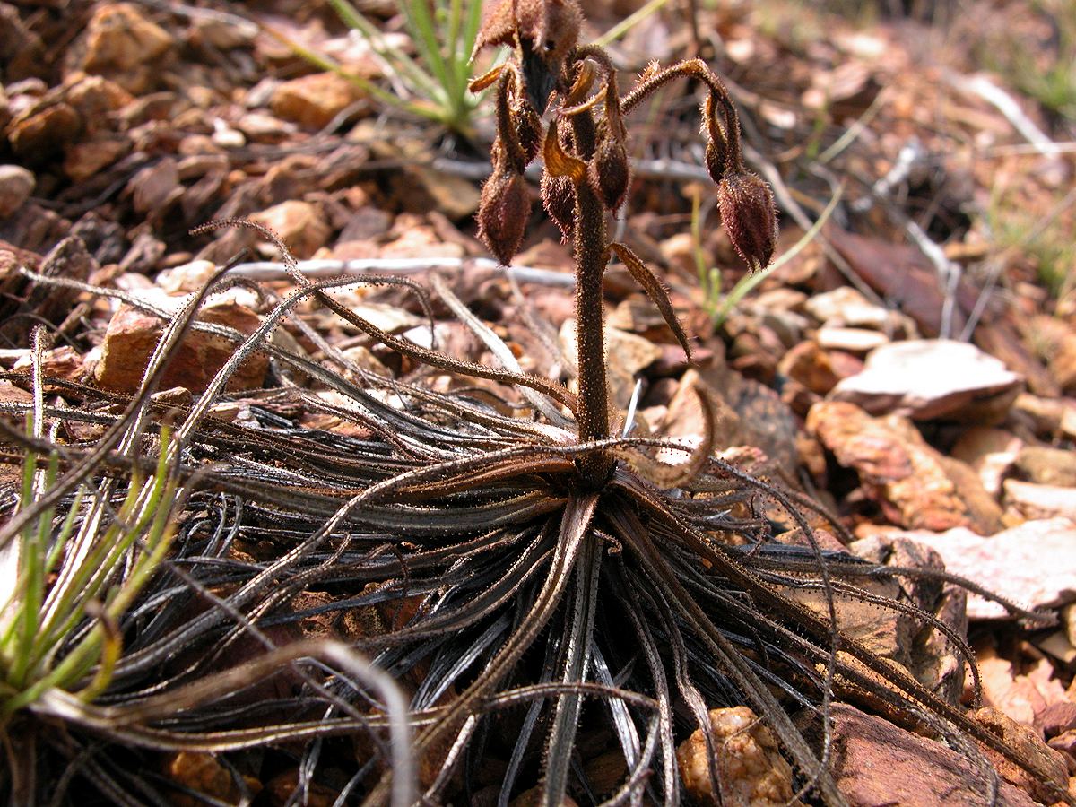 a dead Drosophyllum Lusitanicum sundew plant