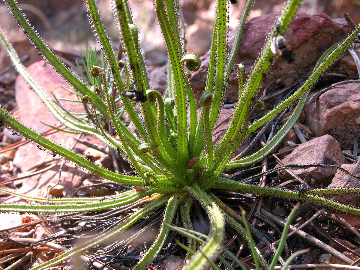 Dewy Pine carnivorous plant