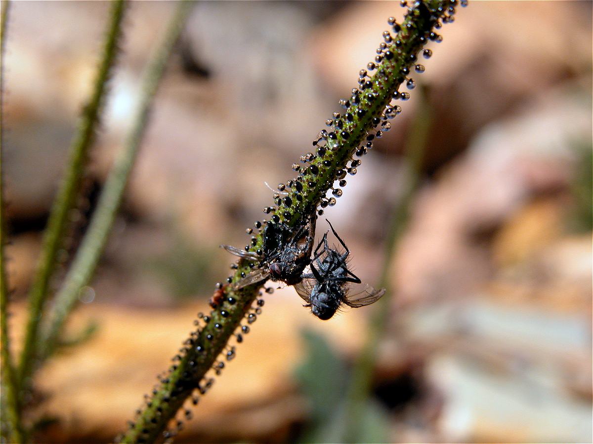 Dewy Pine frond with two diptera flies stuck