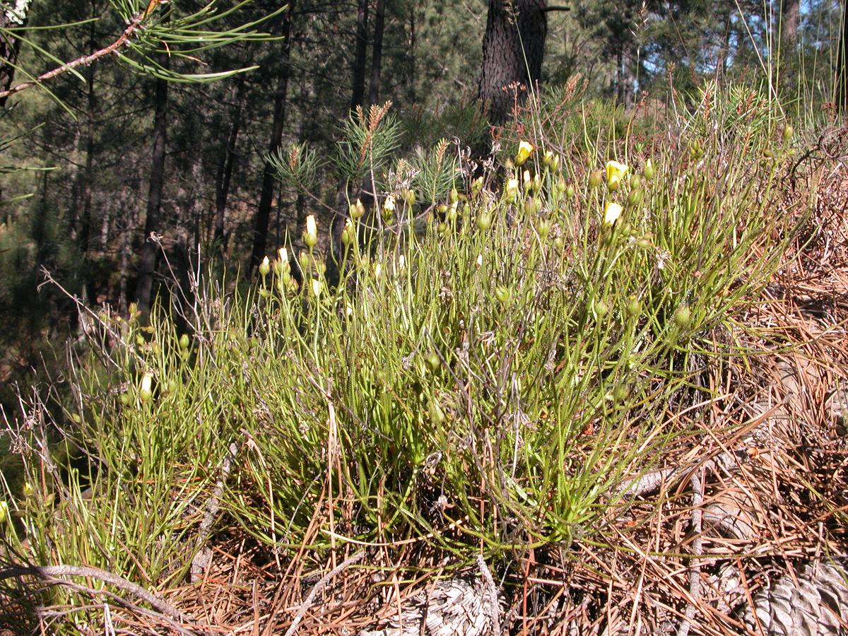several dewy pine sundew plants in a pine forest
