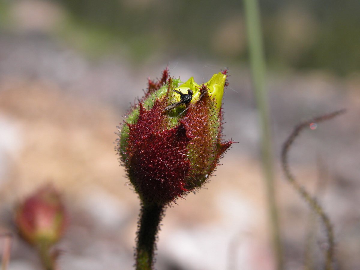 Drosophyllum Lusitanicum flower bud with fly