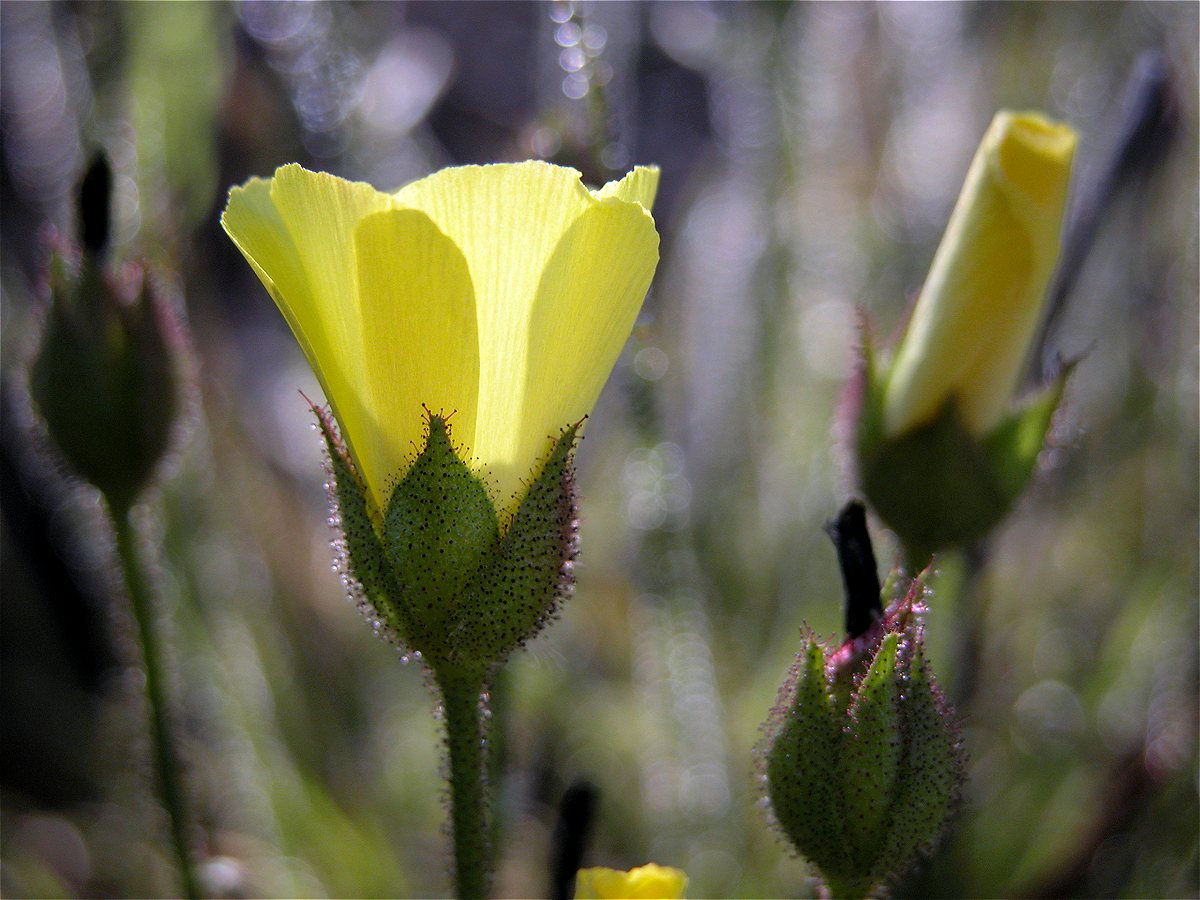 Side view of a drosophyllum lusitanicum flower CJP101