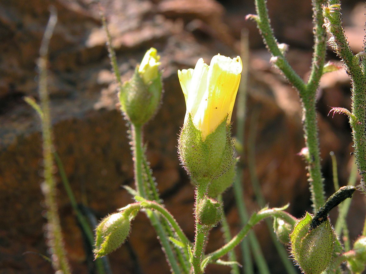a drosophyllum lusitanicum sundew flower partly closed