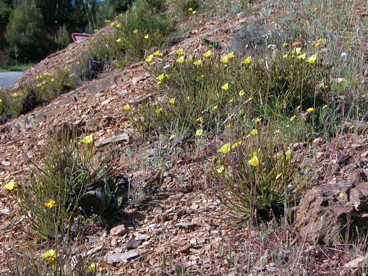 flowering drosophyllum lusitanicum plants on schist rock