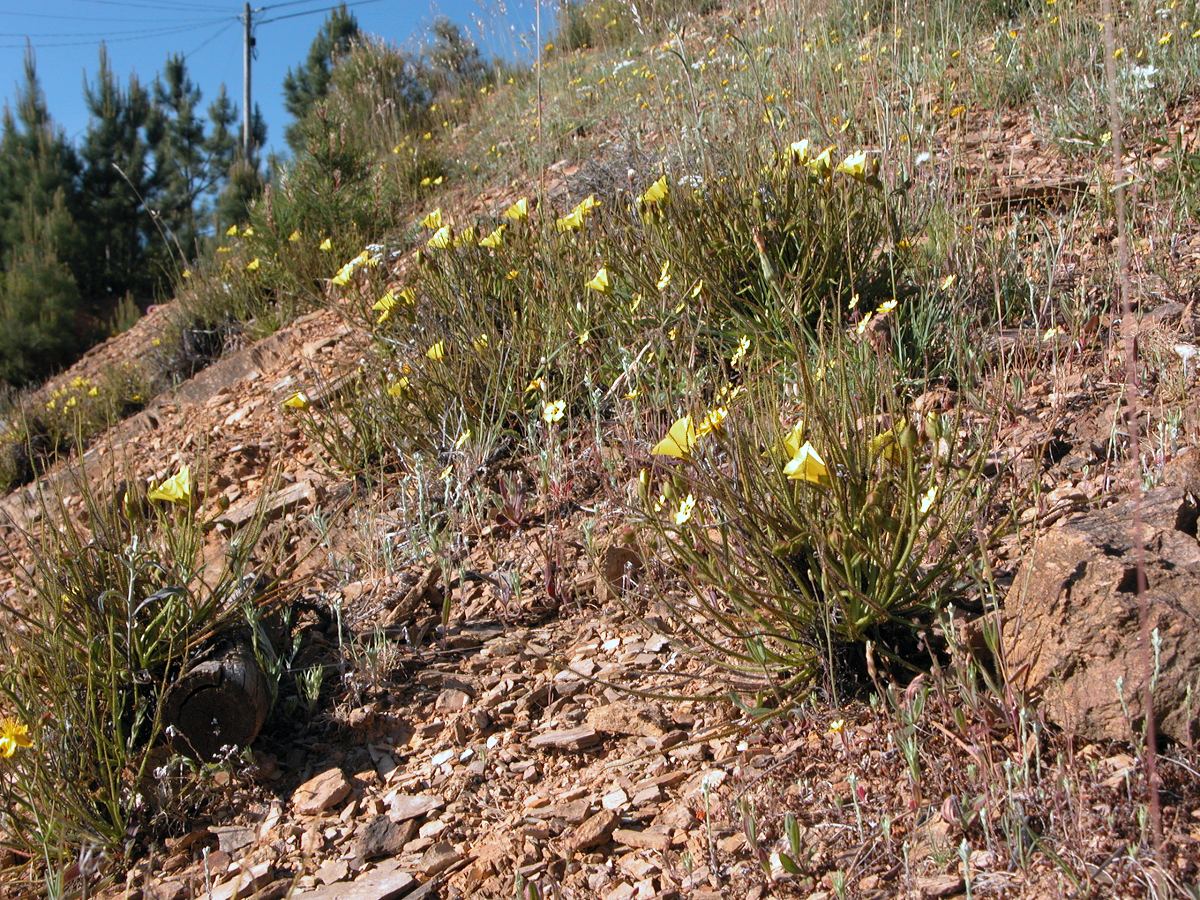 Drosophyllum Lusitanicum plant in flower