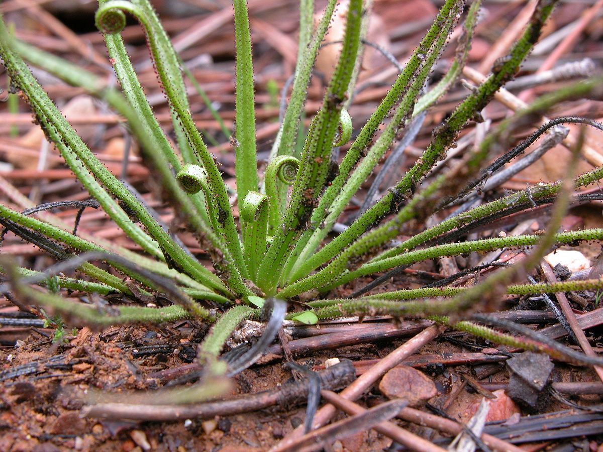 A young Drosophyllum Lusitanicum plant CJP114