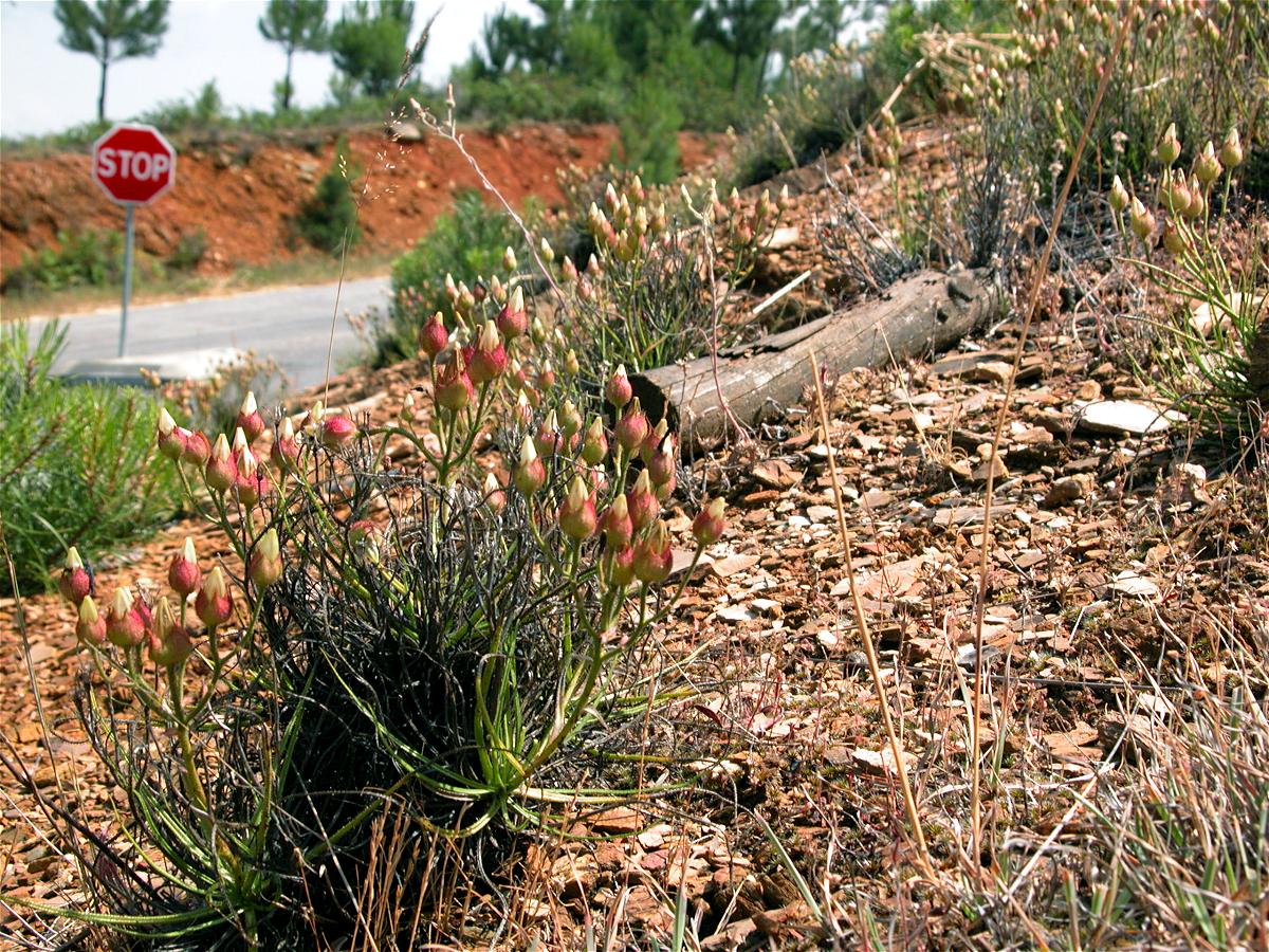 Many pinheiro orvalhado plants by a road CJP124