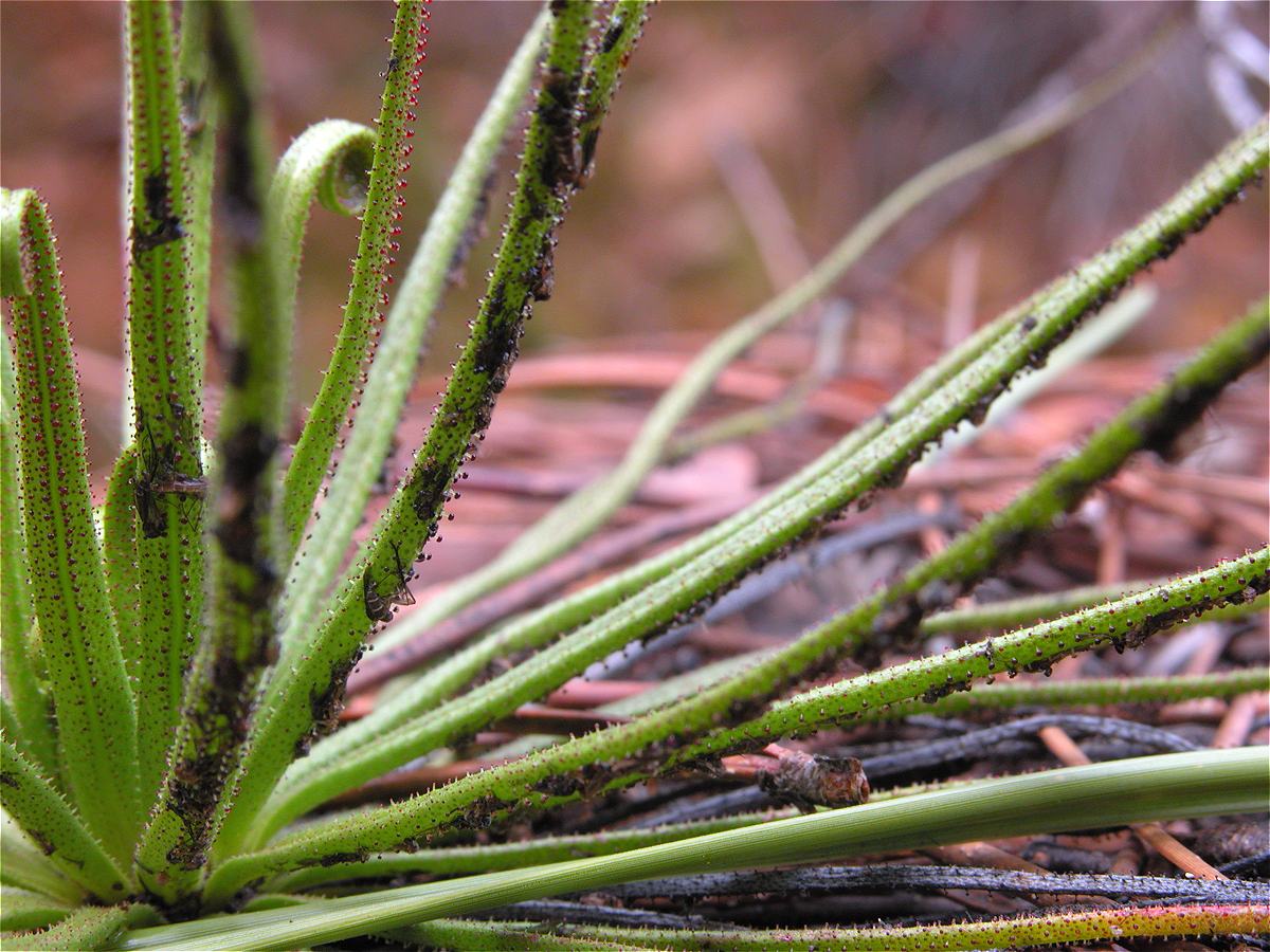 Pinheiro Baboso, slobbering pine plant close up CJP107