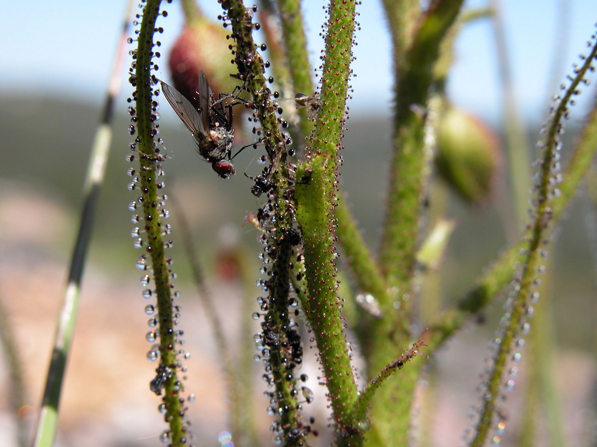 a slobbering pine sundew with many trapped flies