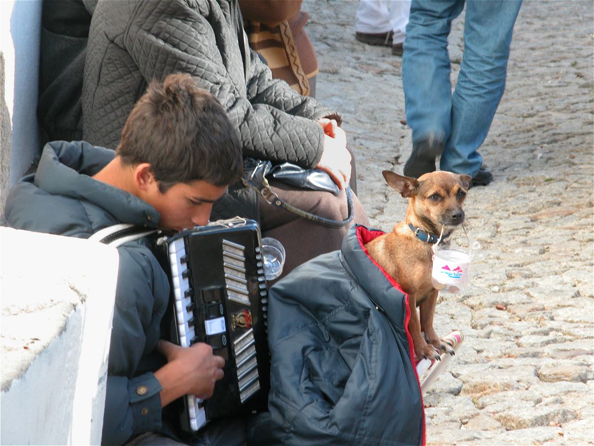 Young Busker playing accordian with small dog wrapped in a coat holding collection money at the Marvao Chestnut Festival